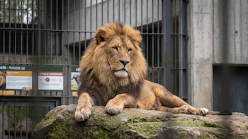 Un estudio en Australia relacionó la alimentación con presas enteras con conductas más silvestres en leones cautivos