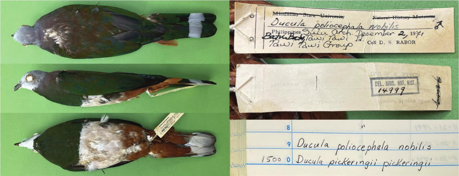 Las palomas del género Ducula habitan las copas forestales y favorecen la dispersión de semillas mediante el consumo de frutas (Gentileza, estudio: Una nueva especie de paloma imperial (Columbidae: Ducula ) de Tawi-Tawi, Filipinas, publicado en Bulletin of the British Ornithologists’ Club)
