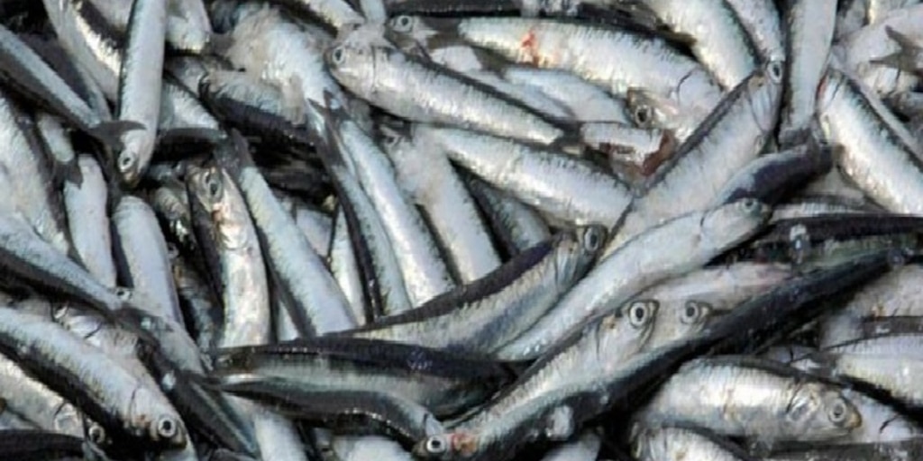 Un pequeño pez puede convertirse en un gigante del omega-3