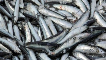 Un pequeño pez puede convertirse en un gigante del omega-3