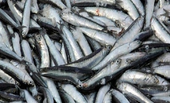 Anchoíta patagónica