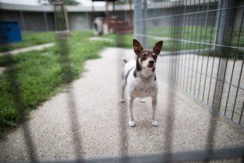Los veterinarios indican que los perros están en mejores condiciones de enfrentar la infección si tienen sus vacunas al día