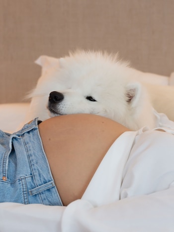 Tarzán, el perro de la