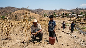 La sequía derivada de El Niño eleva los riesgos para los cultivos, la ganadería y el abastecimiento de alimentos en Costa Rica