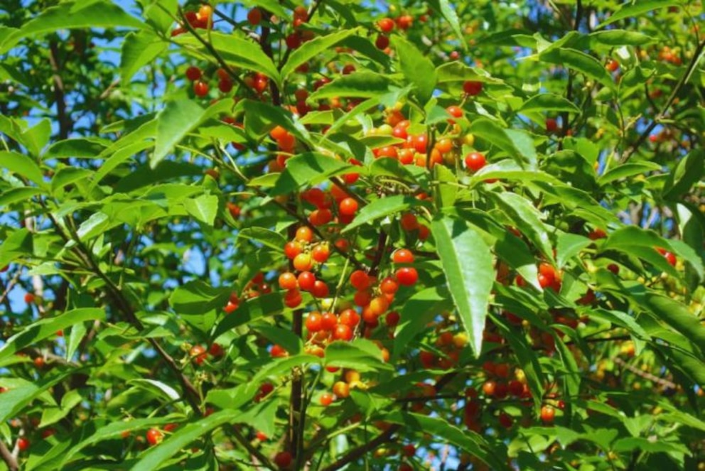 Semillas nativas: la clave para recuperar la ribera