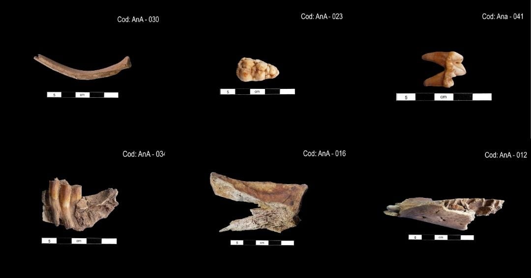 Las muestras presentan fémures, falanges, dientes, escápulas y costillas, algunas con fracturas intencionales y marcas de corte que pueden aportar pistas sobre su aprovechamiento. Difusión