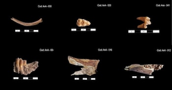 Las muestras presentan fémures, falanges, dientes, escápulas y costillas, algunas con fracturas intencionales y marcas de corte que pueden aportar pistas sobre su aprovechamiento. Difusión