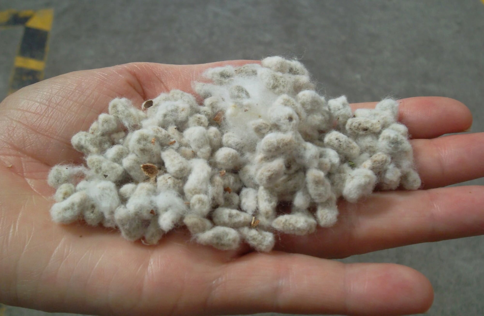 Las semillas de algodón desarrolladas en el país son exportadas a Estados Unidos bajo estrictos estándares. Cortesía: Bayer