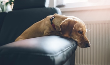 Un estudio reveló que los