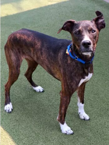 Ahora el refugio está buscando