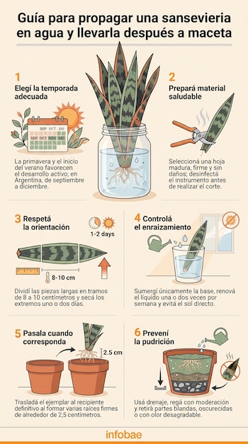 Infografía con seis pasos ilustrados para cortar hojas de sansevieria, enraizarlas en un frasco con agua y plantarlas en una maceta.