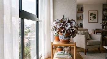 Una begonia rex de hojas plateadas y rojizas en una maceta sobre un mueble de madera junto a un ventanal con cortinas blancas.
