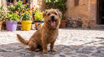 La alimentación adecuada es clave para el bienestar de los perros en todas sus etapas. (Imagen ilustrativa Infobae).