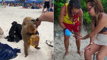 Un coatí interrumpe un almuerzo