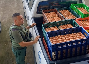 La Policía de Fronteras de Costa Rica decomisó más de 14 toneladas de alimentos perecederos que eran transportados en condiciones insalubres por distintas rutas de la Zona Sur del país. Crédito: MSP