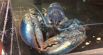 Solo una de cada dos