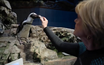 Una mujer rubia extiende la mano para alimentar a un pingüino blanco y negro con un pescado en un recinto rocoso. Otro pingüino visible a la izquierda