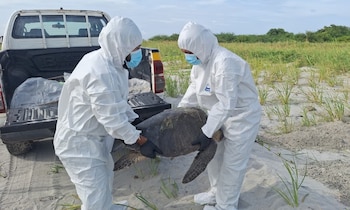 “Valiente” fue sepultada en una fosa profunda, lejos de la orilla, para evitar la exposición de restos por efecto del viento, el oleaje o animales carroñeros. (MiAmbiente)