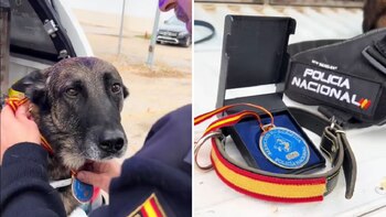 La canina con la medalla