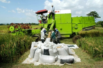 Fotografía de archivo en donde se ven agricultores haciendo recolecta de exportación. EFE/ Roberto Escobar