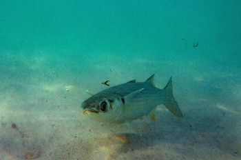 El trabajo sugiere que la