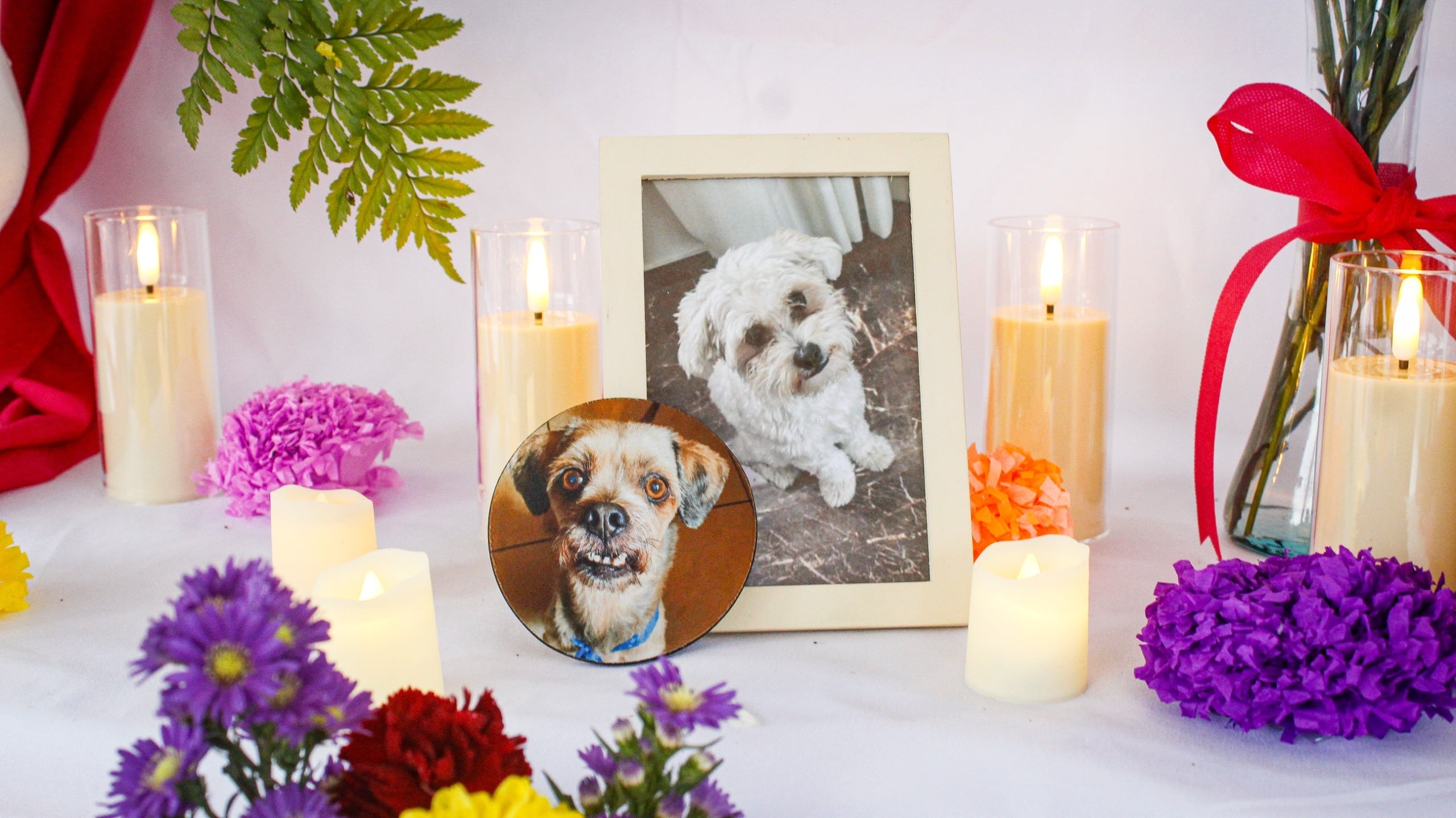 Día de las Mascotas Fallecidas: flores, velas e imágenes, así fue la ceremonia en Surco