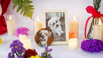 Día de las Mascotas Fallecidas: flores, velas e imágenes, así fue la ceremonia en Surco
