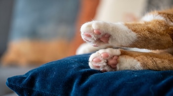 Patas delanteras de un gato con pelaje naranja y blanco amasan un almohadón azul. Se ven las almohadillas rosadas de las patas.