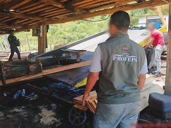 Franja aguacatera de Michoacán: Profepa desmantela centro forestal clandestino en San Miguel del Monte. (Foto: Profepa)