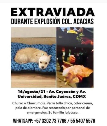 Churrumais se perdió tras la