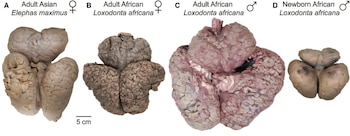 La divergencia en el tamaño
