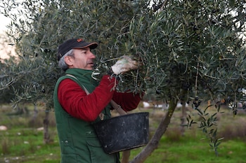 Una persona recolecta aceitunas en un olivar.