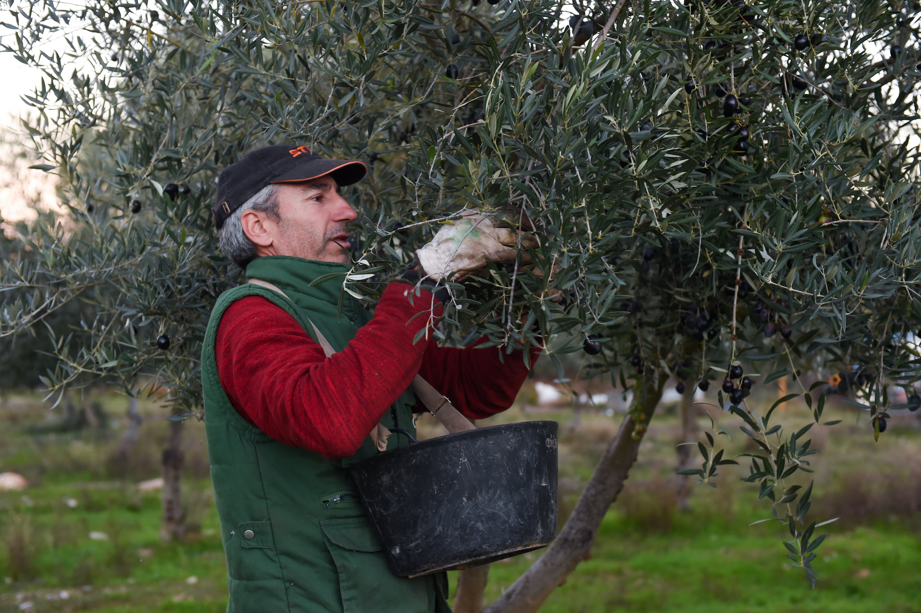 Una persona recolecta aceitunas en un olivar de Holguera. (Gustavo Valiente / Europa Press)