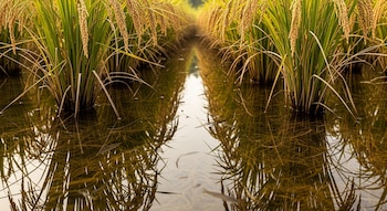 Espigas de arroz maduras en un arrozal inundado, con sus reflejos en el agua y varios peces nadando bajo la superficie.