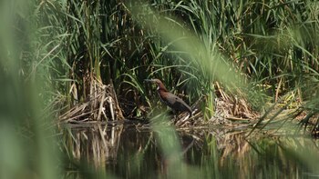 Advierten que la decisión es