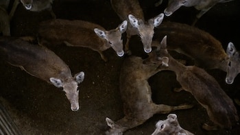 Animalistas denuncian prácticas “muy graves” en un matadero de Segovia: los ciervos habrían sido sacrificados sin aturdimiento previo