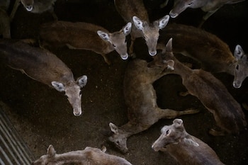 Los ciervos habrían sido sacrificados sin aturdimiento previo. (Igualdad Animal)