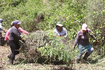 AHUACHAPÁN (EL SALVADOR), 29/07/2026.- Fotografía del 22 de julio de 2026 que muestra a un grupo de mujeres trabajando en la restauración de un manglar en Ahuachapán (El Salvador). El trabajo para restaurar una zona manglar de El Salvador es liderada por un grupo de mujeres de la comunidad costera Barra de Santiago (occidente), quienes reconocen la importancia de proteger este ecosistema, hogar de diversas especies de animales y plantas y fuente económica para las familias del lugar. EFE/ Javier Aparicio