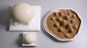 Un huevo grande de color crema sobre espuma blanca, y un recipiente redondo con una base de tierra marrón que contiene múltiples formas ovaladas pequeñas.
