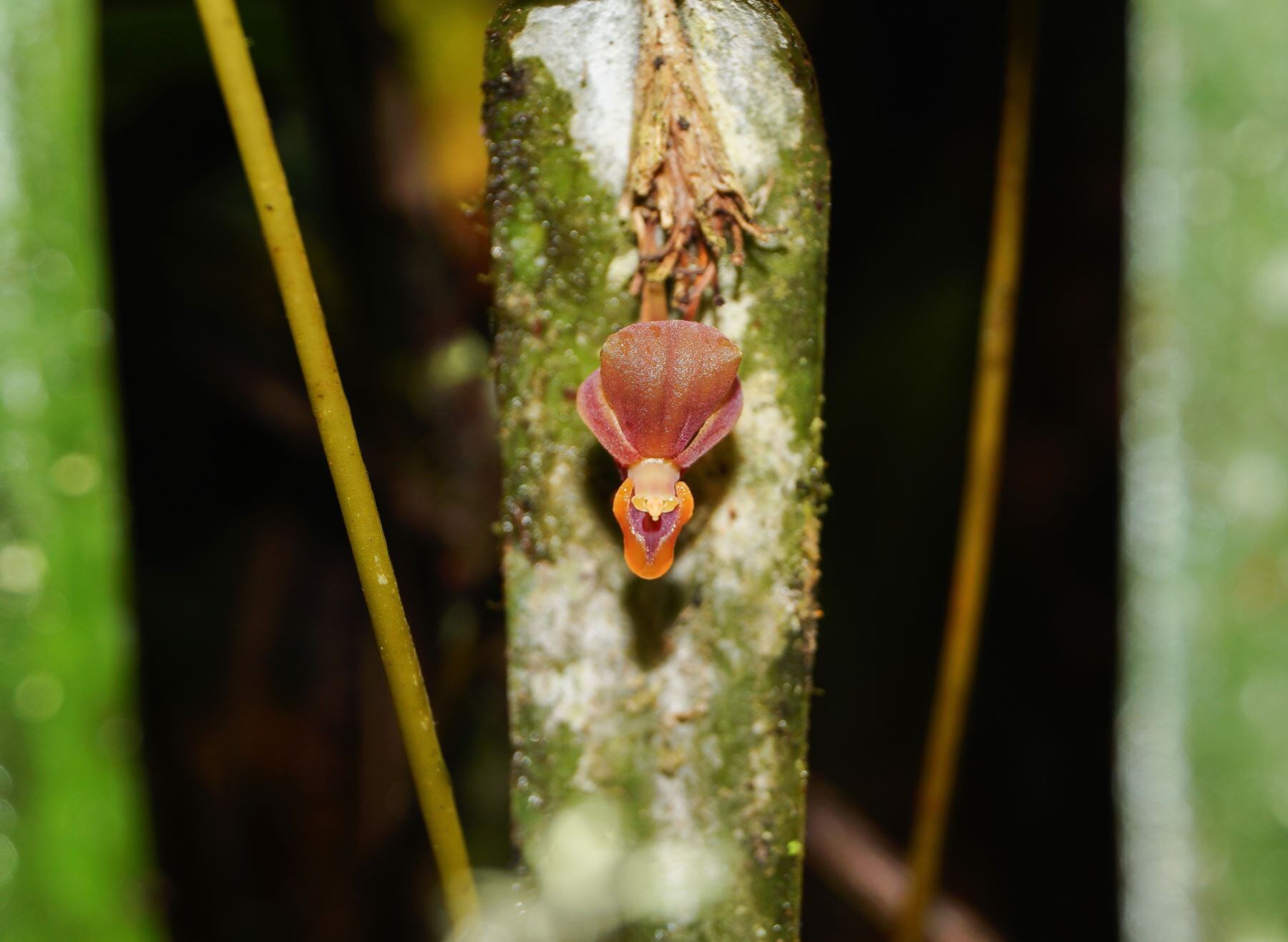 Hallazgo científico en Amazonas: investigadores encuentran una nueva especie de orquídea