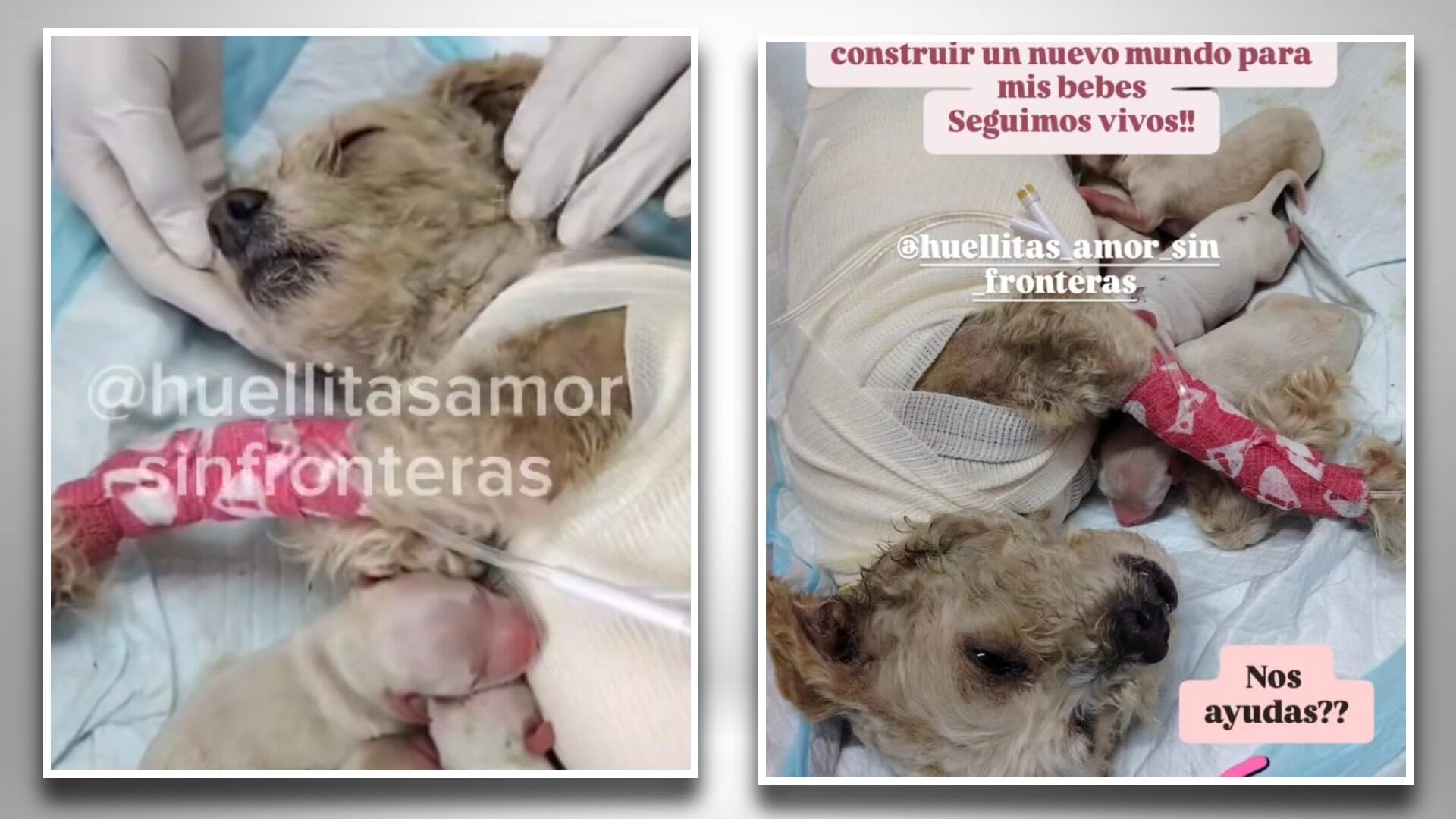Veterinarios informaron que aunque el pronóstico de Cereza es reservado, ha podido estar en contacto con sus crías. Fotos: (Huellitas amor sin fronteras)
