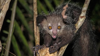 Un aye-aye con pelaje oscuro y despeinado, grandes ojos anaranjados y boca abierta, se aferra a una rama de árbol en un entorno de bosque nocturno