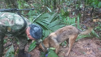 El olfato del canino Princesa permitió ubicar un depósito ilegal: hallan arsenal del ELN en Antioquia