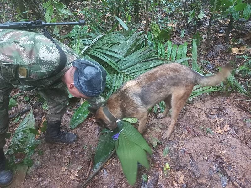 IMAGEN DE REFEREBCIA | Perro del Ejército Nacional en la selva colombiana