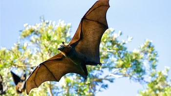 Descubren en Kenia un nuevo coronavirus en murciélagos capaz de infectar células humanas