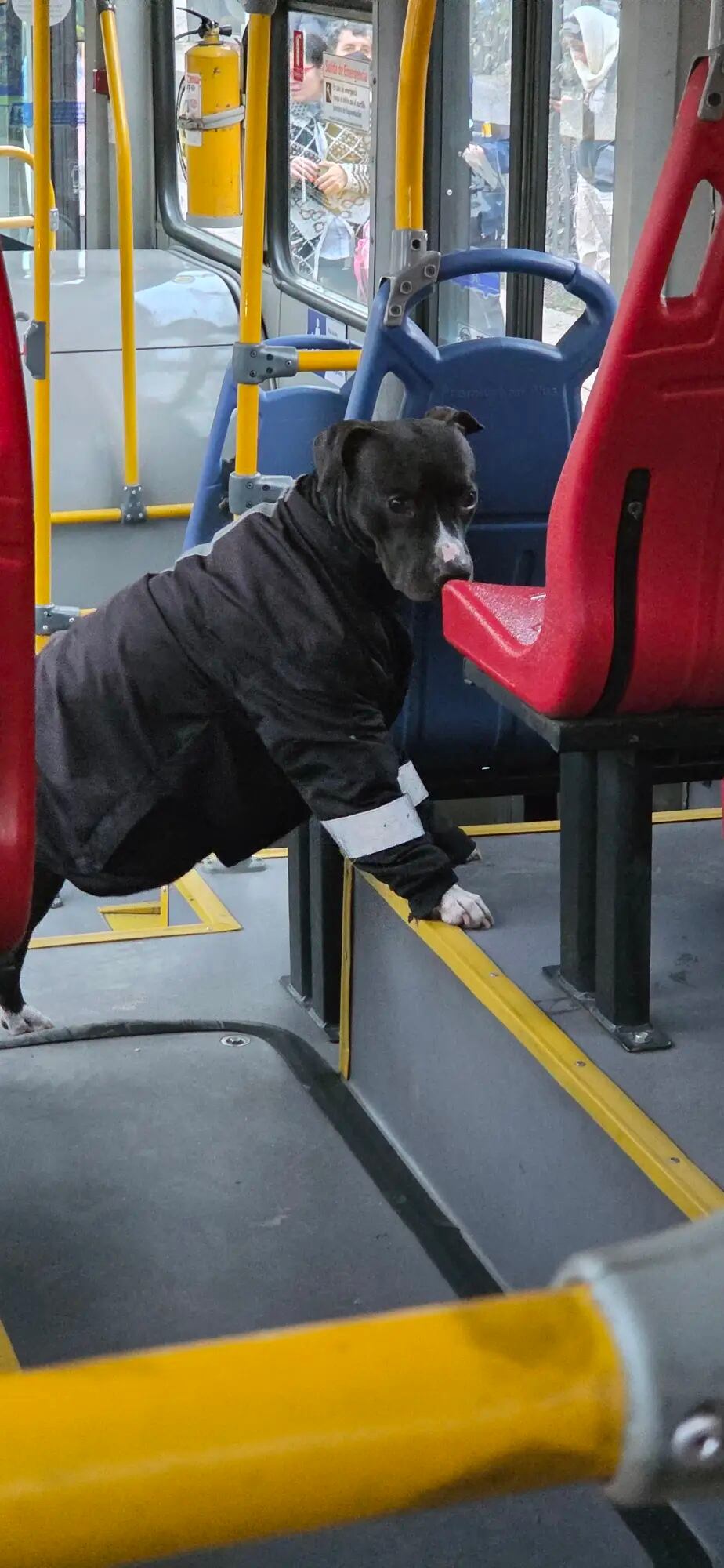 El video viral del perro con chaqueta reflectiva al lado del conductor del SITP desató elogios y comentarios humorísticos - crédito @camiilalarcon / TikTok