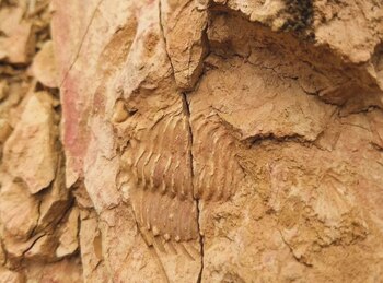 En las localidades paleontológicas del