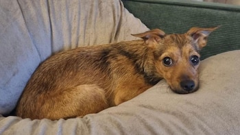 La triste historia de Sofi: