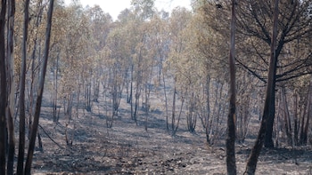 Voluntarios se coordinan para distribuir suministro a los animales del entorno del incendio de Niebla