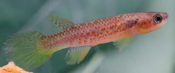Pez pequeño de tono rosado con puntos rojos, aleta caudal verde transparente y ojo oscuro, orientado hacia la derecha